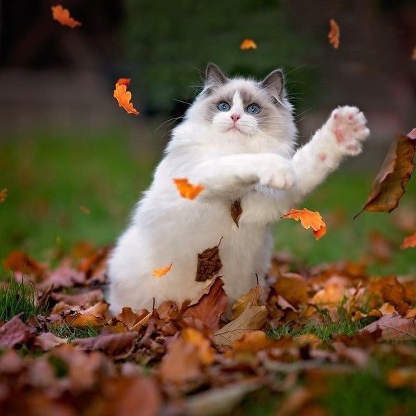 chat automne
