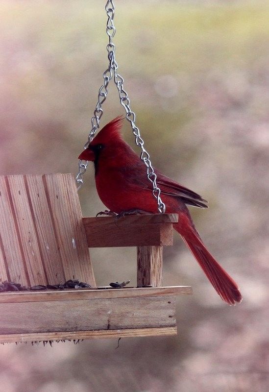 Cardinal...