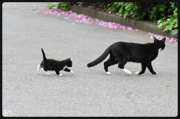 Chat noir et sa relève..hi.hi..