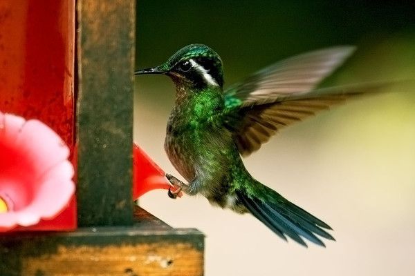 un oiseau mouche...