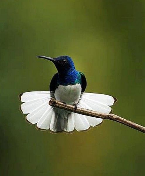 joli colibri...