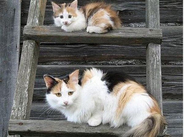 chat  et chaton