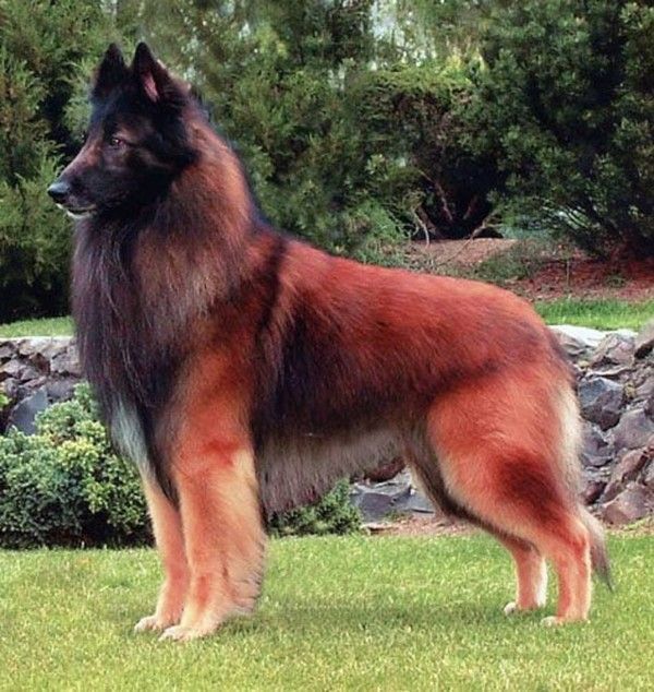 beau chien