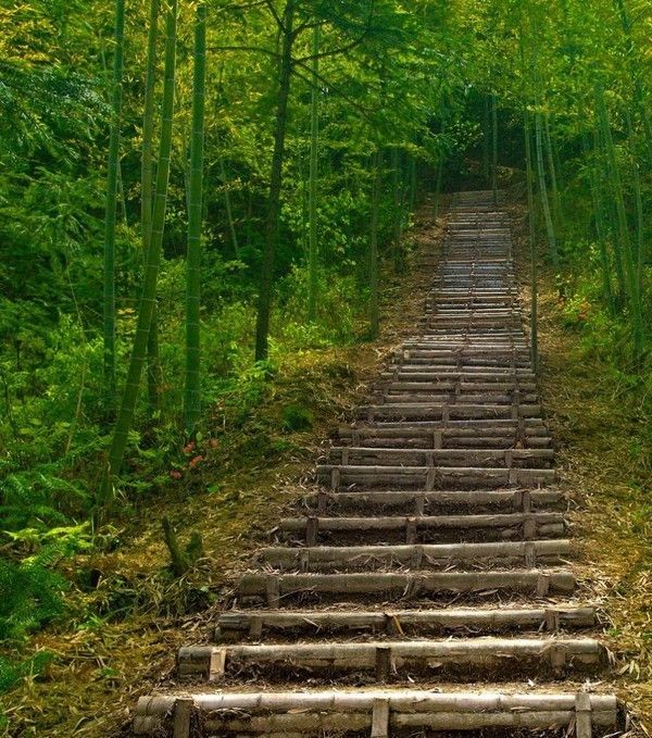 Partant pour une marche en forêt....