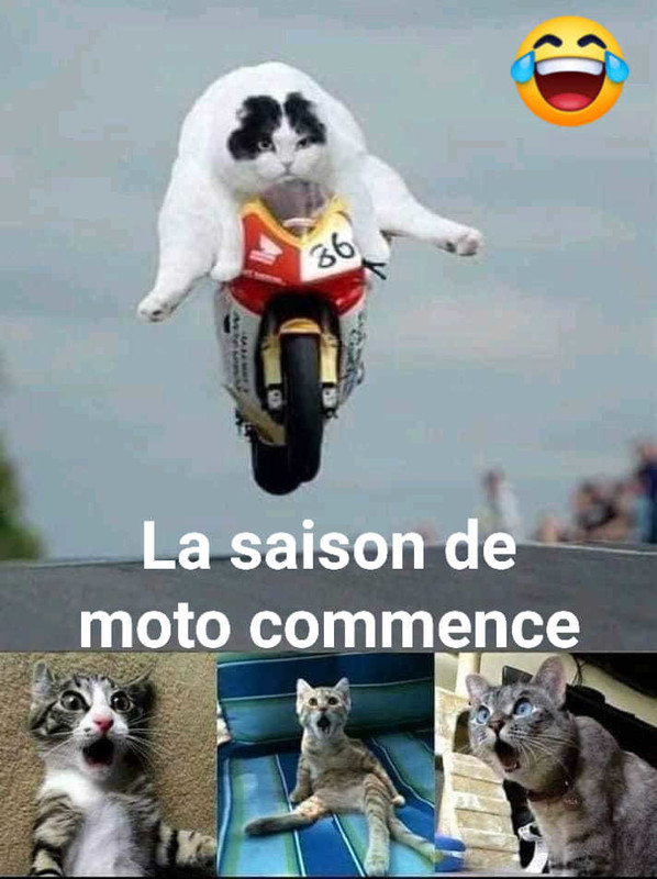 chat commencer