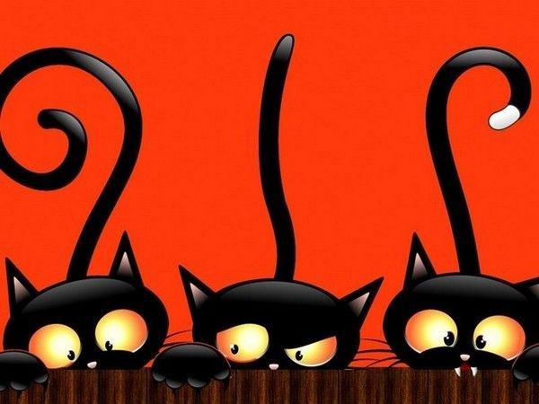 les chats noir
