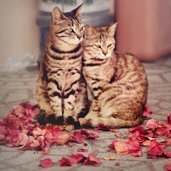 chats
