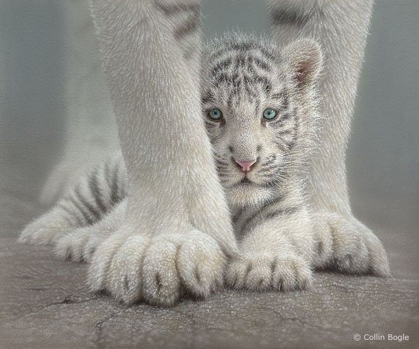 Tigre albinos...