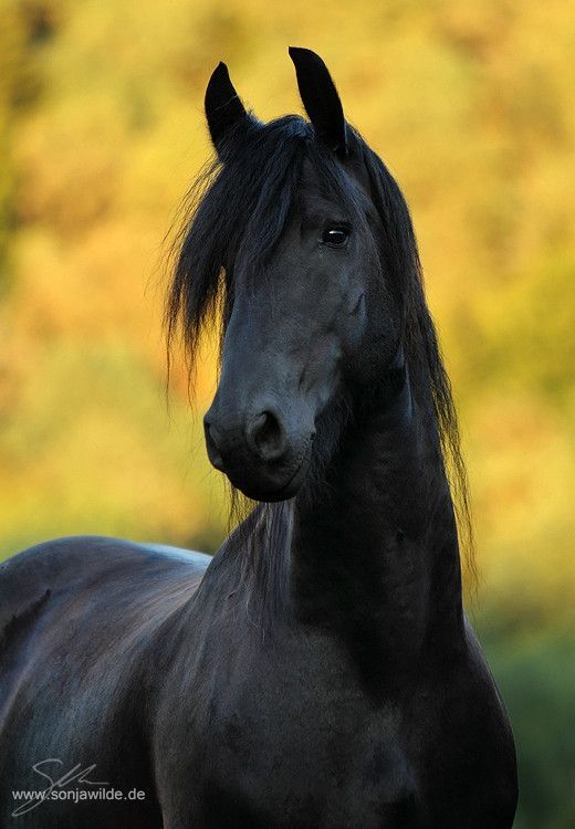 Cheval noir..