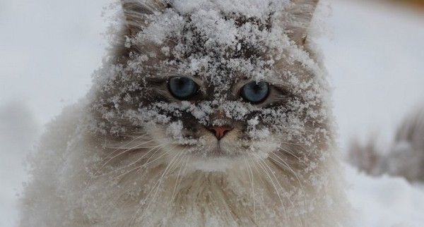 chat cé...moé...qui..hi.hi..
