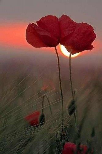 Coquelicot