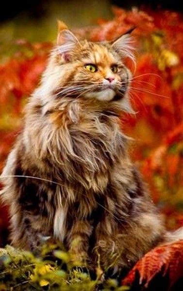 chat automne