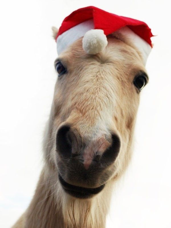 Cheval de noël...