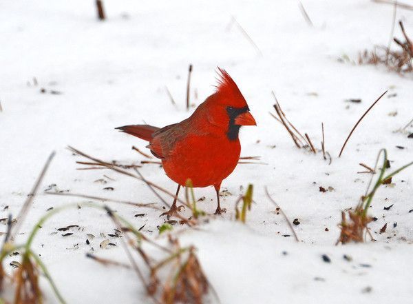 cardinal dans la neige...