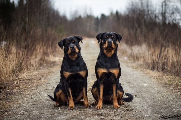 beau jumeaux...