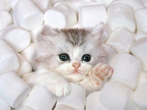 Un beau minet dans le Marshmallow