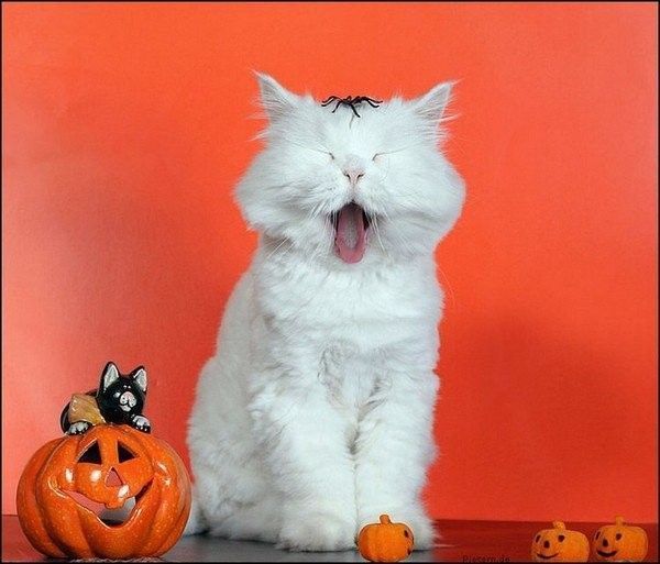 chat halloween