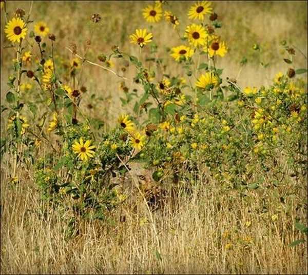 trouve le coyotte