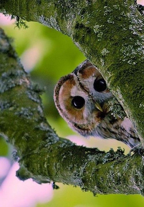 coucou.....yo..yo...