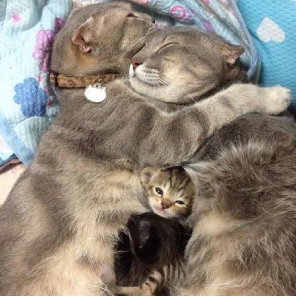 Avec un gros CÂLIN...familial