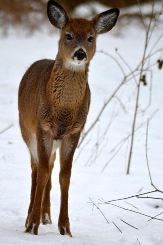 Beau Bambi....
