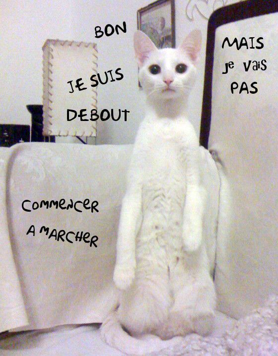 Chat blanc debout