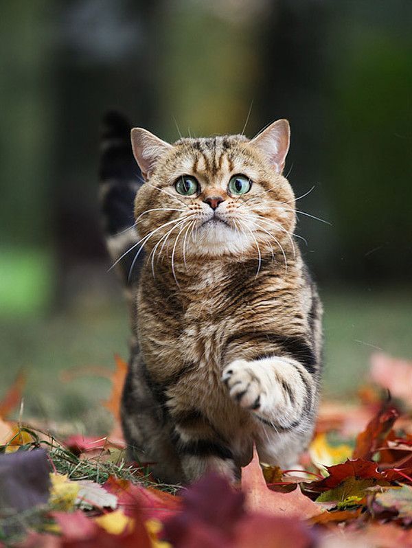 chat automne