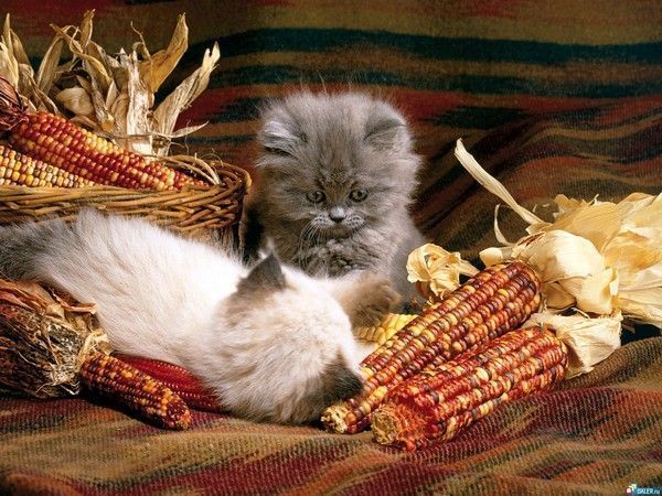 chat automne