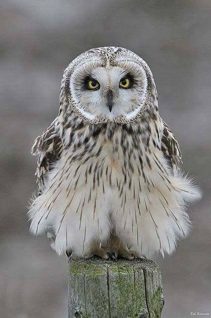 hou..hou...hou....