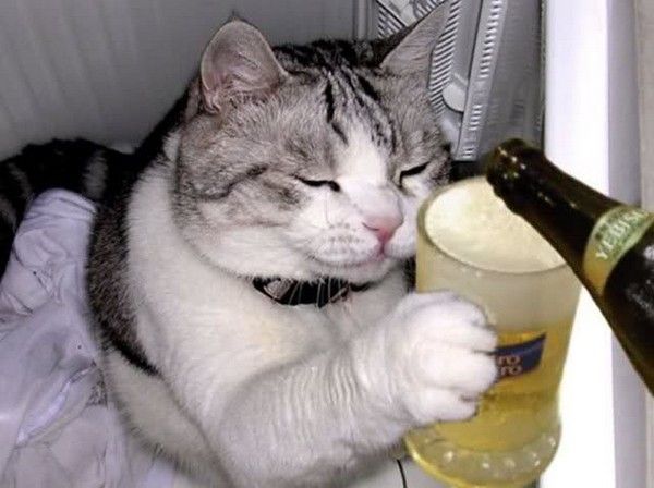 bon l'apéro....