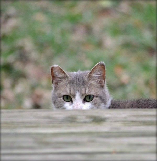 et observer