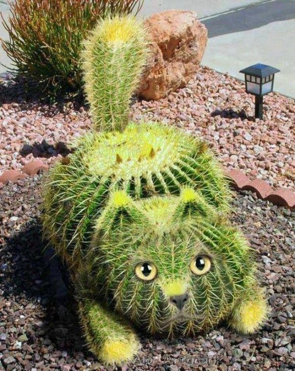 Un cactus comme ...