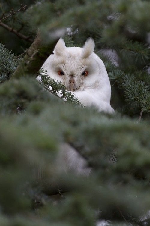 Hibou...blanc