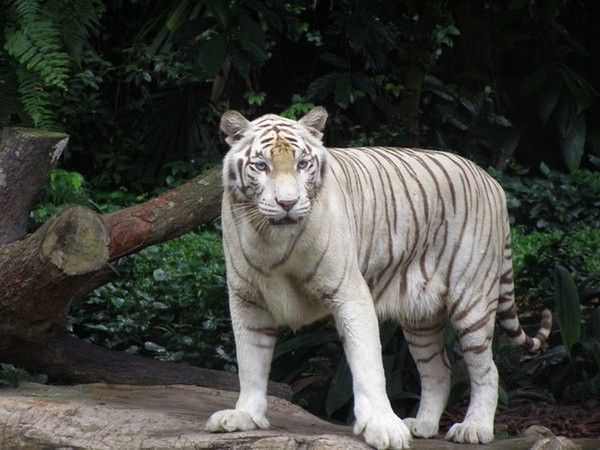 tigre albinos