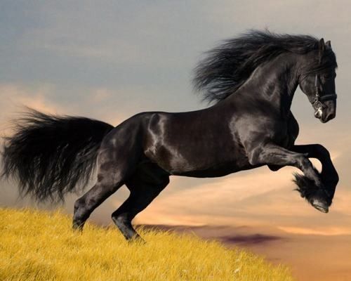 Le cheval...