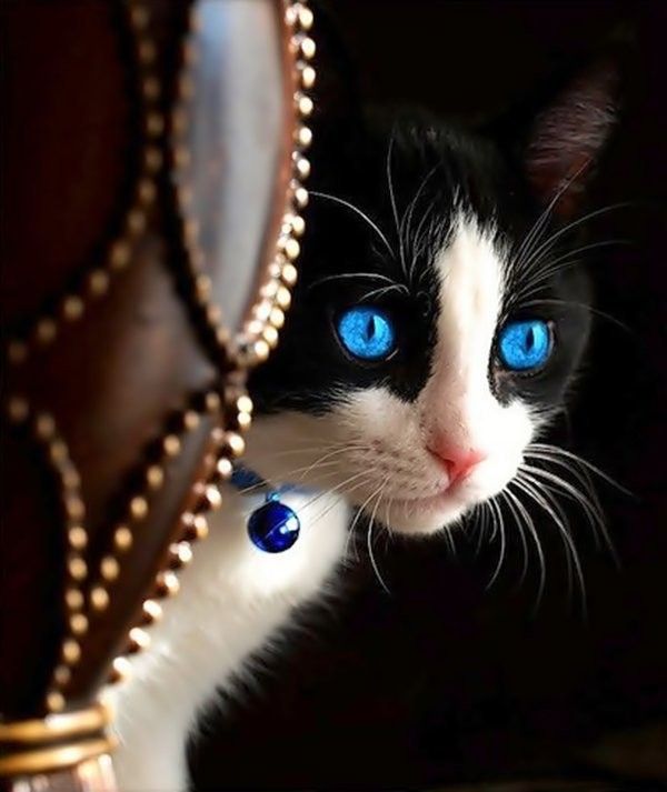 Quel beau yeux..