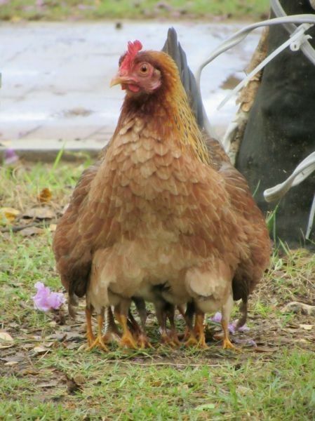 Pied poule...hi..hi..
