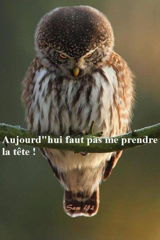 ces moi...qui..gère...hi.hi..