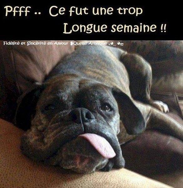 surtotu...quand chat 