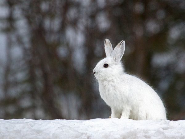 lapin blanc