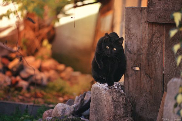 chat panther