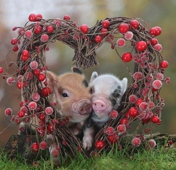 L'amour cochon..hi.hi..