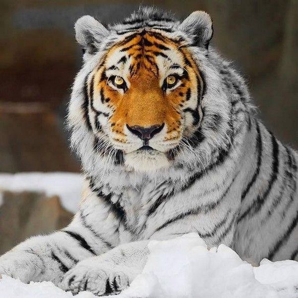 magnifique