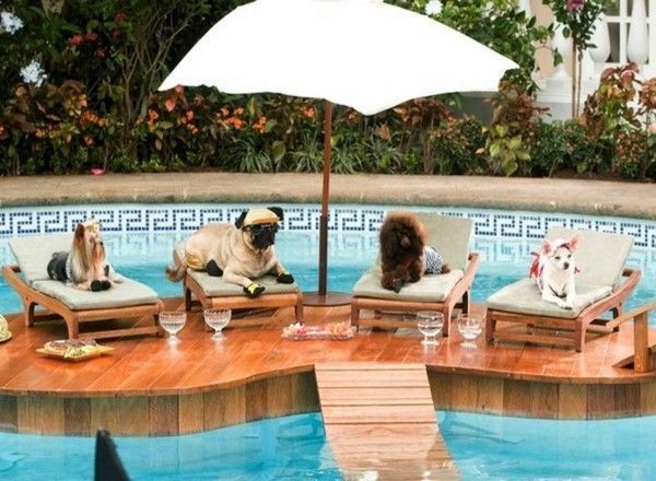 Une piscine pour chien...