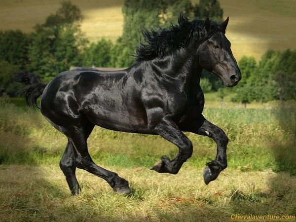 Un beau cheval...