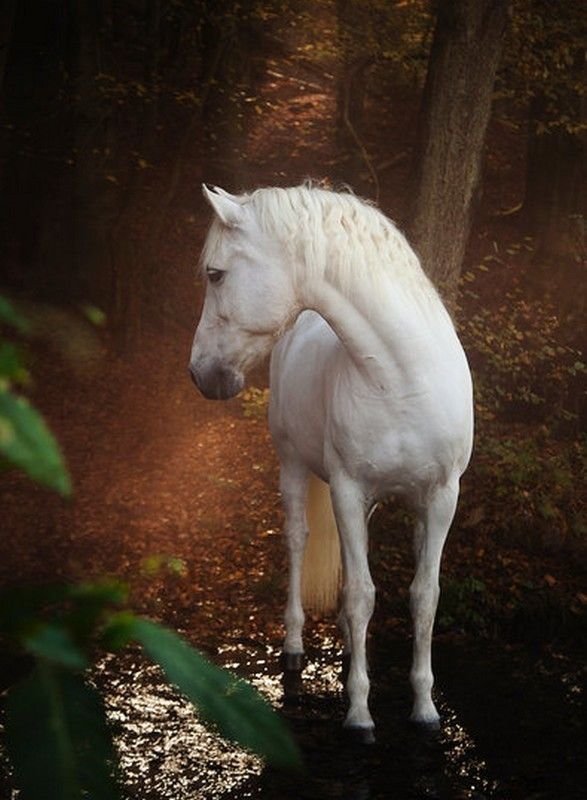 cheval blanc...