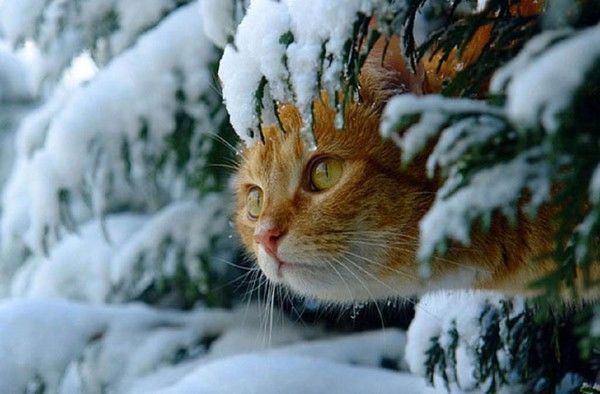 Torpinouche....