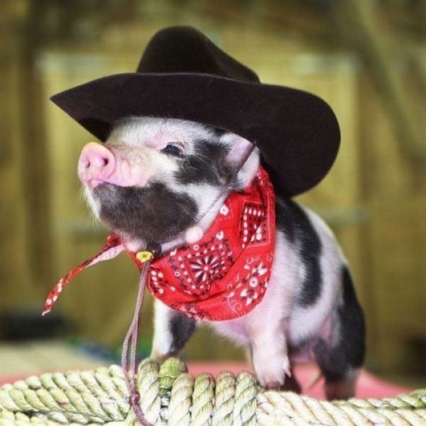 Pig cowboy...