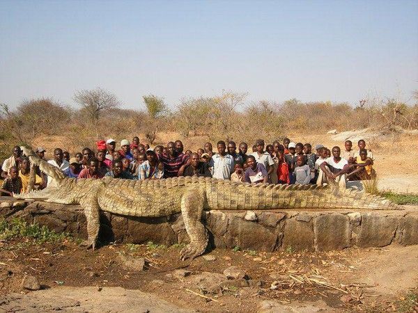 Le plus gros crocodile au monde...