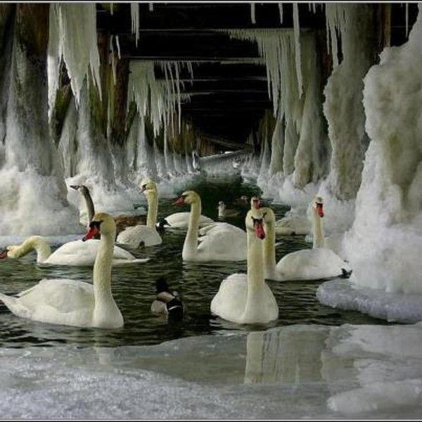 Cygnes et glace...